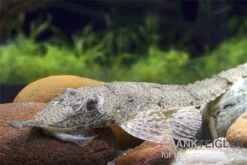 Nasenharnischwels, Hemiodontichtys Acipensernius