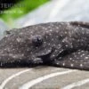 Blue Medusa Pleco (LDA 74), Ancistrus Macrophthalmus -EHEIM || JBL || sera Verkaufsgeschäft 83340 Ucayali Goldpunkt Antennenwels Ancistrus sp Rio Uc