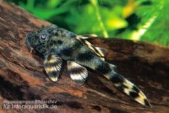 Ucayali-Zwergschilderwels, L205, Peckoltia Sp. -EHEIM || JBL || sera Verkaufsgeschäft 83341 Ucayali Zwergschilderwels L205 Peckoltia sp