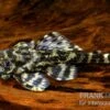Atabapo-Schmetterlingsharnischwels, L52, Zonancistrus Sp., 5-7 Cm -EHEIM || JBL || sera Verkaufsgeschäft 83363 schmetterlingsharnischwels L 052 peckoltia pulchra