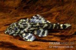 Atabapo-Schmetterlingsharnischwels, L52, Zonancistrus Sp., 5-7 Cm