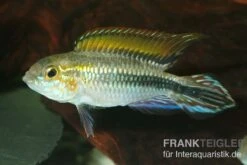 Agassiz-Zwergbuntbarsch, Apistogramma Agassizii, Wildform, Paarweise -EHEIM || JBL || sera Verkaufsgeschäft Agassiz Zwergbuntbarsch Apistogramma agassizii