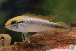 Agassiz-Zwergbuntbarsch, Apistogramma Agassizii, Wildform, Paarweise -EHEIM || JBL || sera Verkaufsgeschäft Agassiz Zwergbuntbarsch Apistogramma agassizii paarweise wild 2