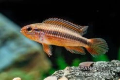 Agassizii-Zwergbuntbarsch Gold-rot, Apistogramma Agassizii Gold-rot, Paarweise -EHEIM || JBL || sera Verkaufsgeschäft Agassizii Zwergbuntbarsch gold rot Apistogramma agassizii gold rot paarweise 3