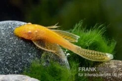 Goldener Schleier-Antennenwels, Ancistrus Sp. Long Fin "Gold-Schleier" -EHEIM || JBL || sera Verkaufsgeschäft Ancistrus spec Gold Schleier