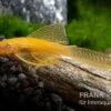 Goldener Schleier-Antennenwels, Ancistrus Sp. Long Fin "Gold-Schleier" -EHEIM || JBL || sera Verkaufsgeschäft Ancistrus spec Gold Schleier 6