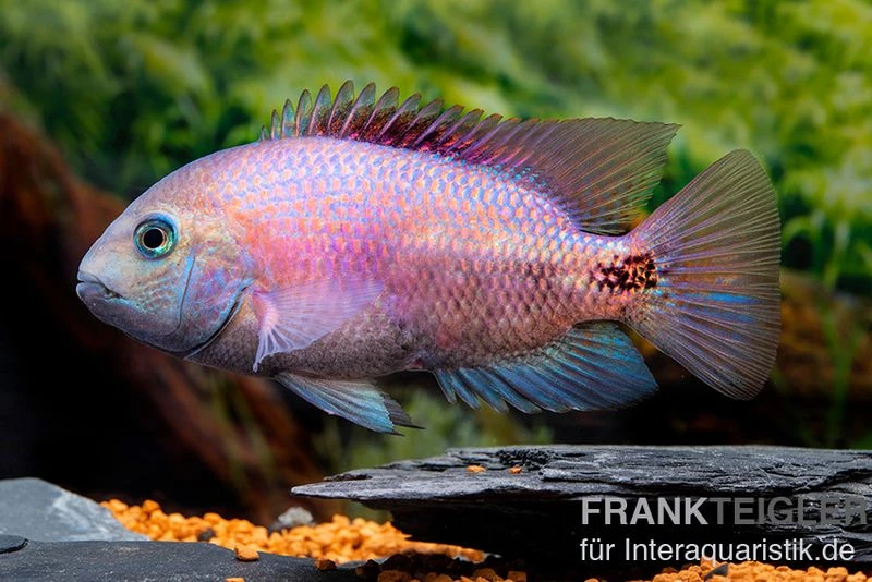 Angostura-Buntbarsch, Paratheraps Breidohri 3 Angostura-Buntbarsch, Paratheraps Breidohri
