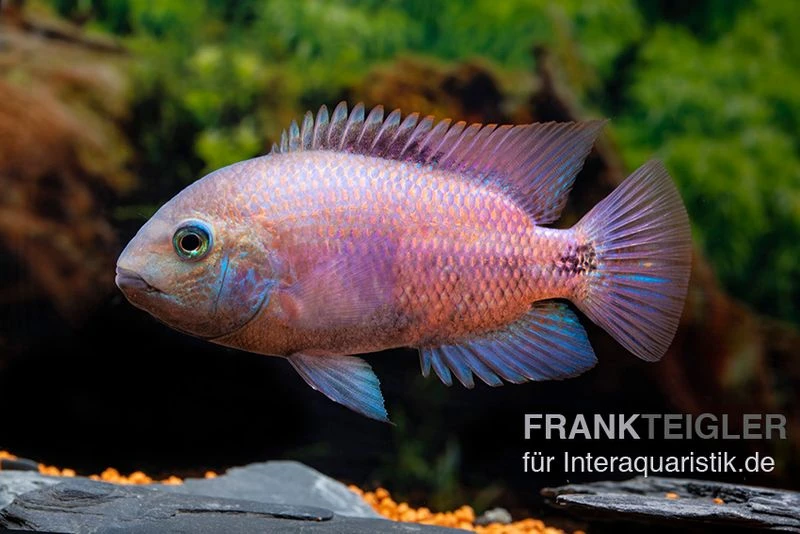Angostura-Buntbarsch, Paratheraps Breidohri 4 Angostura-Buntbarsch, Paratheraps Breidohri – Bild 2