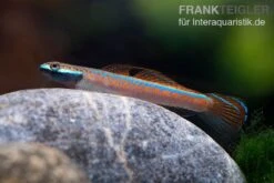 Annieae-Grundel, Stiphodon Annieae, 1 Paar -EHEIM || JBL || sera Verkaufsgeschäft Annieae Grundel Stiphodon annieae 3