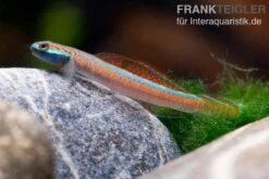 Annieae-Grundel, Stiphodon Annieae, 1 Paar -EHEIM || JBL || sera Verkaufsgeschäft Annieae Grundel Stiphodon annieae 4