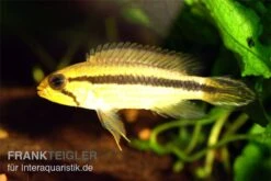 Agassiz-Zwergbuntbarsch, Apistogramma Agassizii TEFE (paarweise) -EHEIM || JBL || sera Verkaufsgeschäft Apistogramma agassizii TEFE agassiz buntbarsch