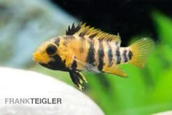 Inka Zwergbuntbarsch, Apistogramma Baenschi Inka, Paarweise -EHEIM || JBL || sera Verkaufsgeschäft Apistogramma baenschi Inka 56