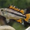 Kakaduzwergbuntbarsch Doppelrot, Apistogramma Cacatuoides, Paarweise