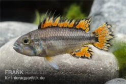 Kakaduzwergbuntbarsch Doppelrot, Apistogramma Cacatuoides, Paarweise -EHEIM || JBL || sera Verkaufsgeschäft Apistogramma cacatuoides super red 4