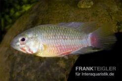 Rotstrich-Zwergbuntbarsch, Apistogramma Hongsloi, Paarweise -EHEIM || JBL || sera Verkaufsgeschäft Apistogramma hongsloi Rotstrich Zwergbuntbarsch