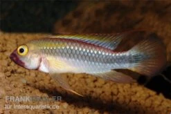 Wilhelmi Zwergbuntbarsch, Apistogramma Sp. Wilhelmi -EHEIM || JBL || sera Verkaufsgeschäft Apistogramma sp Wilhelmi