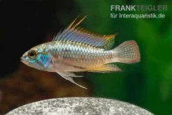 Dreistreifen-Zwergbuntbarsch, Apistogramma Trifasciata