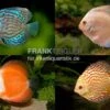 3 X Diskusfisch ASIA-NZ Im Mix, Symphysodon Discus, S 5-6 Cm -EHEIM || JBL || sera Verkaufsgeschäft Asia Discus Bundle 2