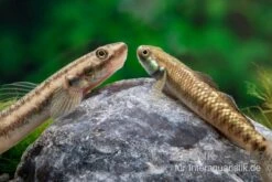 Atratus-Grundel, Stiphodon Atratus, 1 Paar -EHEIM || JBL || sera Verkaufsgeschäft Atratus Grundel Stiphodon atratus 2