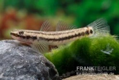 Atratus-Grundel, Stiphodon Atratus, 1 Paar -EHEIM || JBL || sera Verkaufsgeschäft Atratus Grundel Stiphodon atratus 3