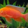 Aulonocara Firefish "Coral Red Albino" -EHEIM || JBL || sera Verkaufsgeschäft Aulonocara Firefish Coral Red Albino