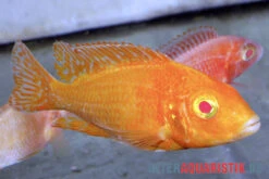 Aulonocara Spec. Dragon Blood Albino, DNZ -EHEIM || JBL || sera Verkaufsgeschäft Aulonocara spec Dragon Blood albino 3