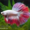 Halfmoon Kampffisch Multi Color NZ, Männchen, Betta Splendens -EHEIM || JBL || sera Verkaufsgeschäft Betta splendens Half Moon Multicolor 2 18