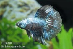 Halfmoon Kampffisch Multi Color NZ, Männchen, Betta Splendens -EHEIM || JBL || sera Verkaufsgeschäft Betta splendens Half Moon Multicolor 3