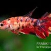 Halfmoon Kampffisch Koi Weibchen, Betta Halfmoon Koi 1 Halfmoon Kampffisch Koi Weibchen, Betta Halfmoon Koi -EHEIM || JBL || sera Verkaufsgeschäft Betta splendens Nemo w 1