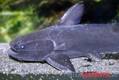 Black Catfish, Trachycorystes Trachycorystes 5 Black Catfish, Trachycorystes Trachycorystes -EHEIM || JBL || sera Verkaufsgeschäft Black Catfish Trachycorystes trachycorystes 2