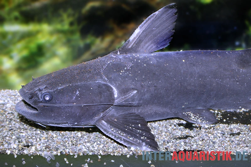 Black Catfish, Trachycorystes Trachycorystes 4 Black Catfish, Trachycorystes Trachycorystes – Bild 2