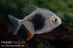 Blackberry Silver Dollar, Myleus Sp. Blackberry -EHEIM || JBL || sera Verkaufsgeschäft Blackberry Silver Dollar Myleus sp Blackberry 3