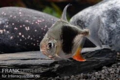 Blackberry Silver Dollar, Myleus Sp. Blackberry -EHEIM || JBL || sera Verkaufsgeschäft Blackberry Silver Dollar Myleus sp Blackberry 4