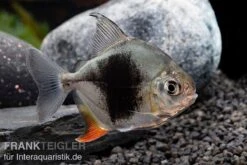 Blackberry Silver Dollar, Myleus Sp. Blackberry -EHEIM || JBL || sera Verkaufsgeschäft Blackberry Silver Dollar Myleus sp Blackberry 5