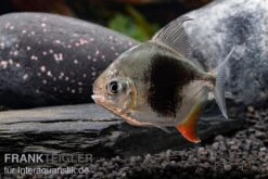 Blackberry Silver Dollar, Myleus Sp. Blackberry -EHEIM || JBL || sera Verkaufsgeschäft Blackberry Silver Dollar Myleus sp Blackberry 6