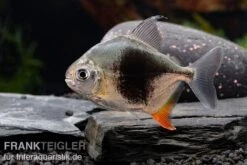 Blackberry Silver Dollar, Myleus Sp. Blackberry -EHEIM || JBL || sera Verkaufsgeschäft Blackberry Silver Dollar Myleus sp Blackberry 7