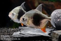 Blackberry Silver Dollar, Myleus Sp. Blackberry -EHEIM || JBL || sera Verkaufsgeschäft Blackberry Silver Dollar Myleus sp Blackberry 8