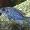 Blauer Fadenmaulbrüter, Ophthalmotilapia Ventralis -EHEIM || JBL || sera Verkaufsgeschäft Blauer Fadenmaulbrueter Ophthalmotilapia ventralis