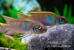 Blauer Kongocichlide, Nanochromis Parilus -EHEIM || JBL || sera Verkaufsgeschäft Blauer Kongocichlide Nanochromis parilus 1 Paar 2