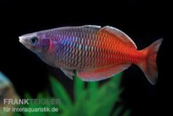 Boesemans Regenbogenfisch Rot, Melanotaenia Boesemani RED, DNZ -EHEIM || JBL || sera Verkaufsgeschäft Boesemans Regenbogenfisch RED Melanotaenia boesema 1
