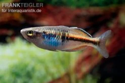 Boesemans Regenbogenfisch Rot, Melanotaenia Boesemani RED, DNZ -EHEIM || JBL || sera Verkaufsgeschäft Boesmans Regenbogenfisch rot 3
