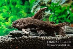 Brauner Jaguarwels, Liosomadoras Morrowi