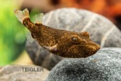 Brauner Kugelfisch, Tetraodon Miurus -EHEIM || JBL || sera Verkaufsgeschäft Brauner Kugelfisch Tetraodon miurus 2