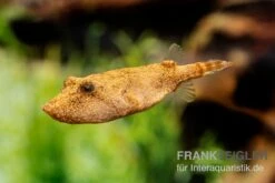 Brauner Kugelfisch, Tetraodon Miurus -EHEIM || JBL || sera Verkaufsgeschäft Brauner Kugelfisch Tetraodon miurus 3