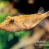 Brauner Kugelfisch, Tetraodon Miurus -EHEIM || JBL || sera Verkaufsgeschäft Brauner Kugelfisch Tetraodon miurus 4