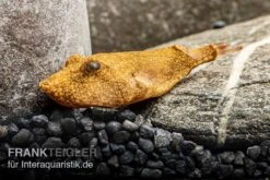 Brauner Kugelfisch, Tetraodon Miurus -EHEIM || JBL || sera Verkaufsgeschäft Brauner Kugelfisch Tetraodon miurus 5