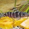 Brichards Fiederbartwels, Synodontis Brichardi -EHEIM || JBL || sera Verkaufsgeschäft Brichards Fiederbartwels Synodontis brichardi neu