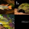 Bundle: 2x Zwergbuntbarsch, Apistogramma Cacad.. + Kokosnusshöhle Bepflanzt -EHEIM || JBL || sera Verkaufsgeschäft Bundle Apistogramma Kokosnuss