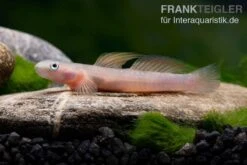 Cebu-Grundel, Sicyopus Cebuensis, 1 Paar -EHEIM || JBL || sera Verkaufsgeschäft Cebu Grundel Sicyopus cebuensis 3