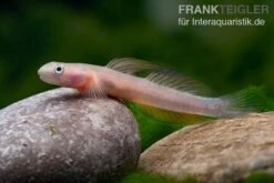 Cebu-Grundel, Sicyopus Cebuensis, 1 Paar -EHEIM || JBL || sera Verkaufsgeschäft Cebu Grundel Sicyopus cebuensis 4